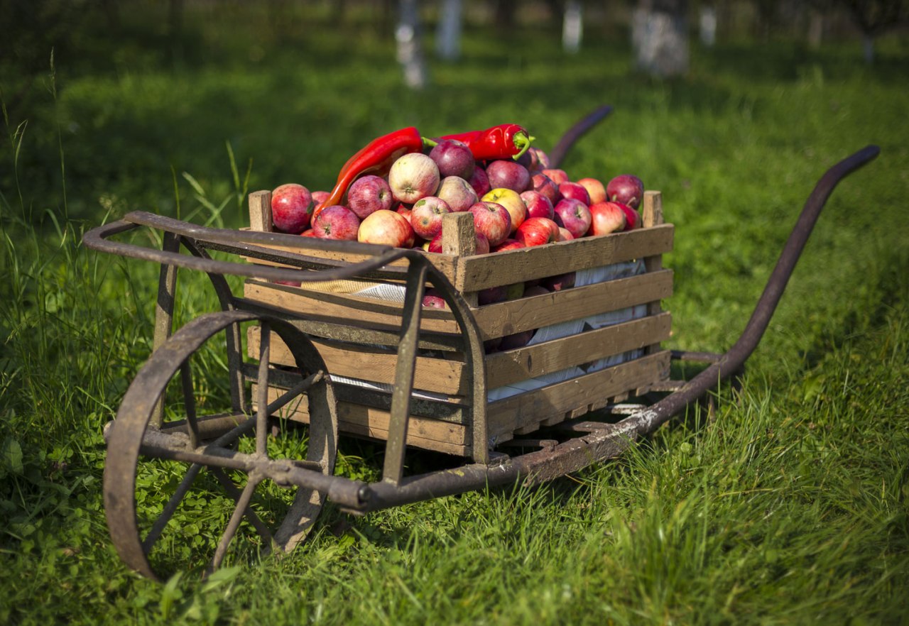 Harvesting Innovation: The Rise of Apple-Picking Robots