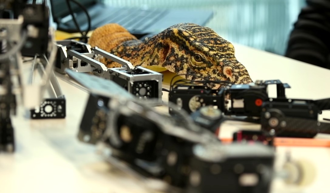 Engineering Nature: How Robotic Spy Animals are Revolutionizing Wildlife Documentaries