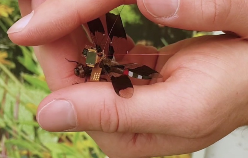 The Flight of Innovation: How Draper’s DragonflEye is Shaping the Future of Cyber-Bugs