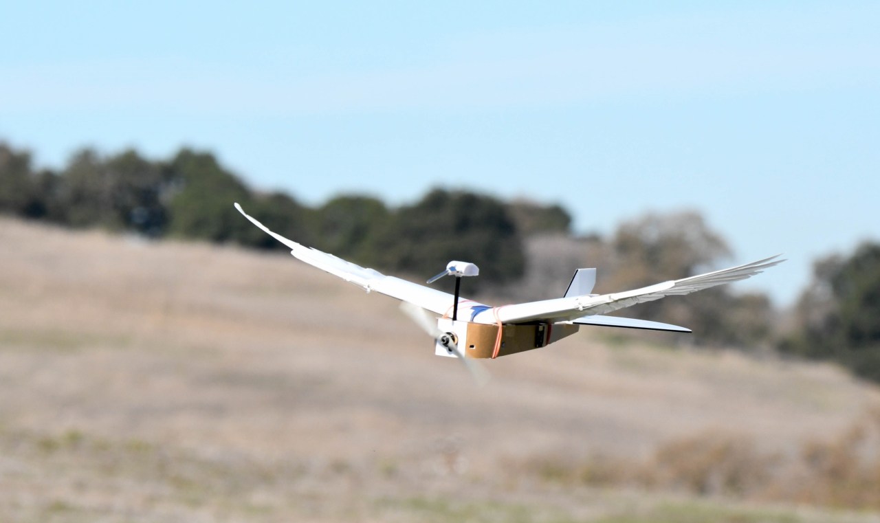 PigeonBot: Soaring High with Avian Insights