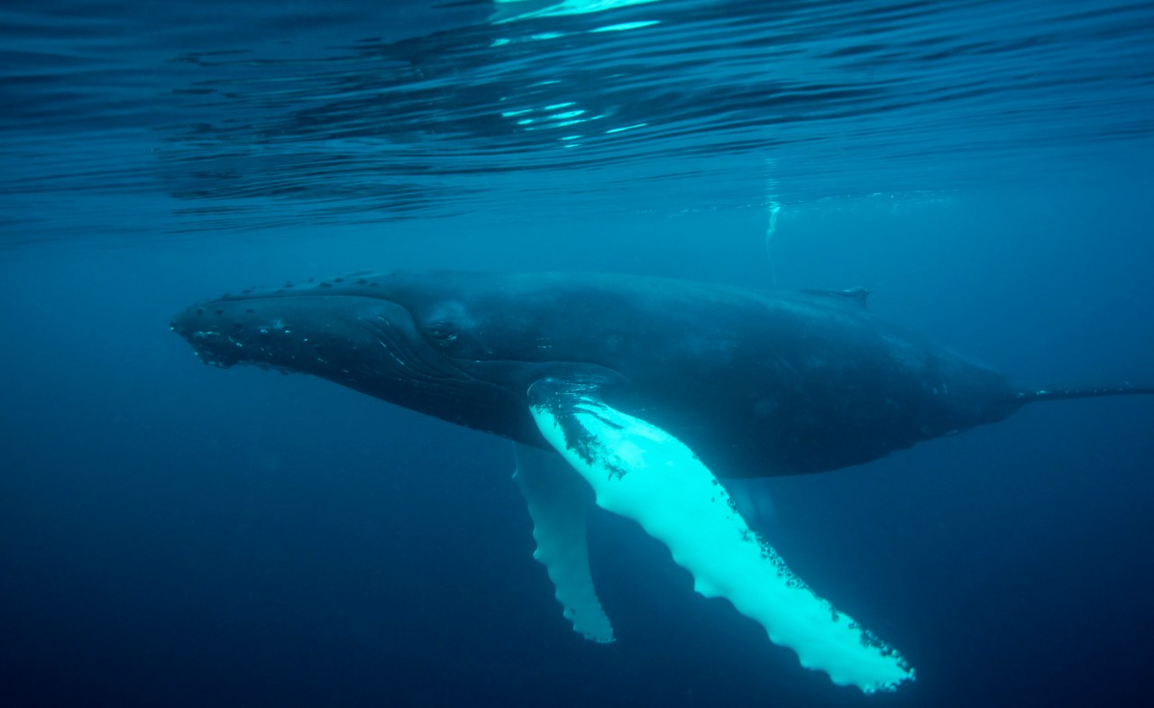 Harnessing AI to Tune into the Symphony of the Sea: A Deep Dive into Whale Songs