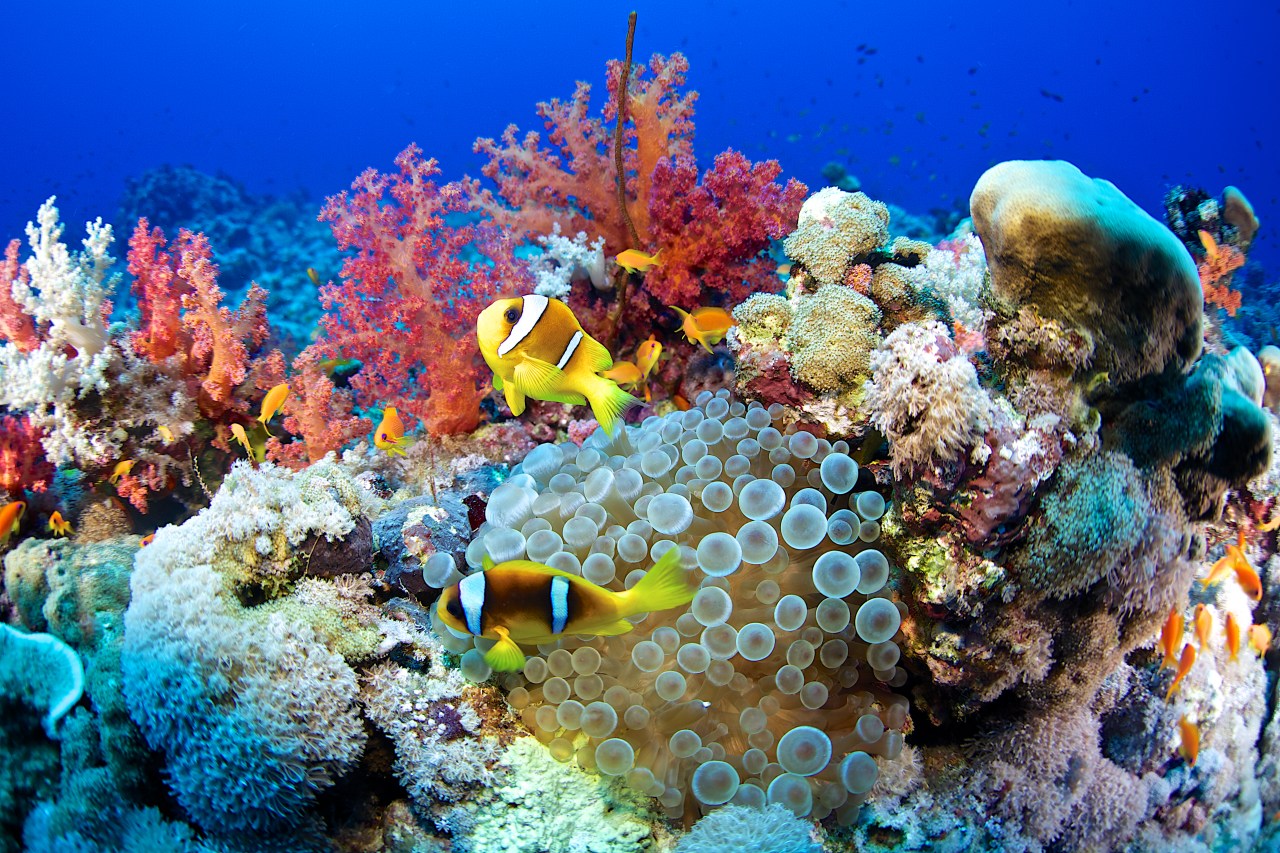 Harnessing AI to Heal Our Coral Reefs