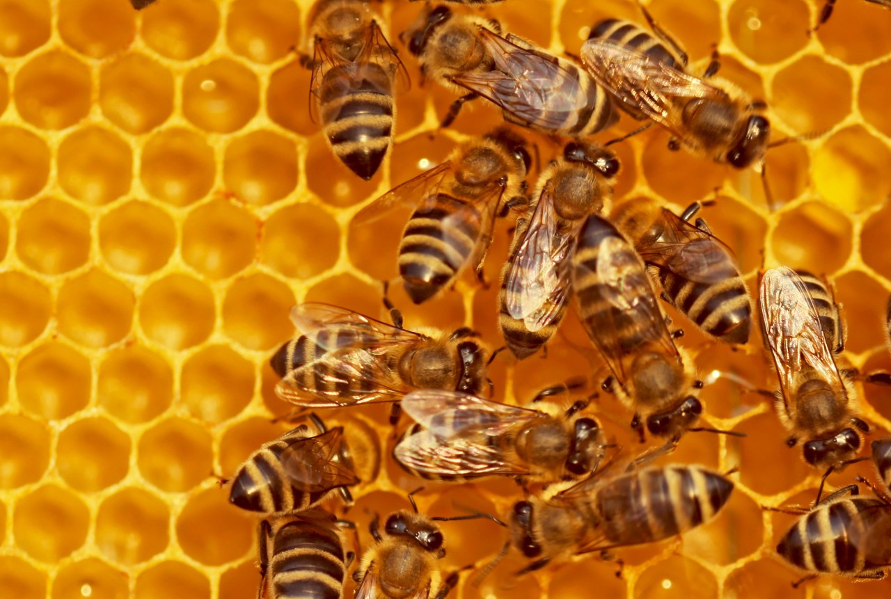 Buzzing Towards a Solution: How Machine Learning is Saving the Bees