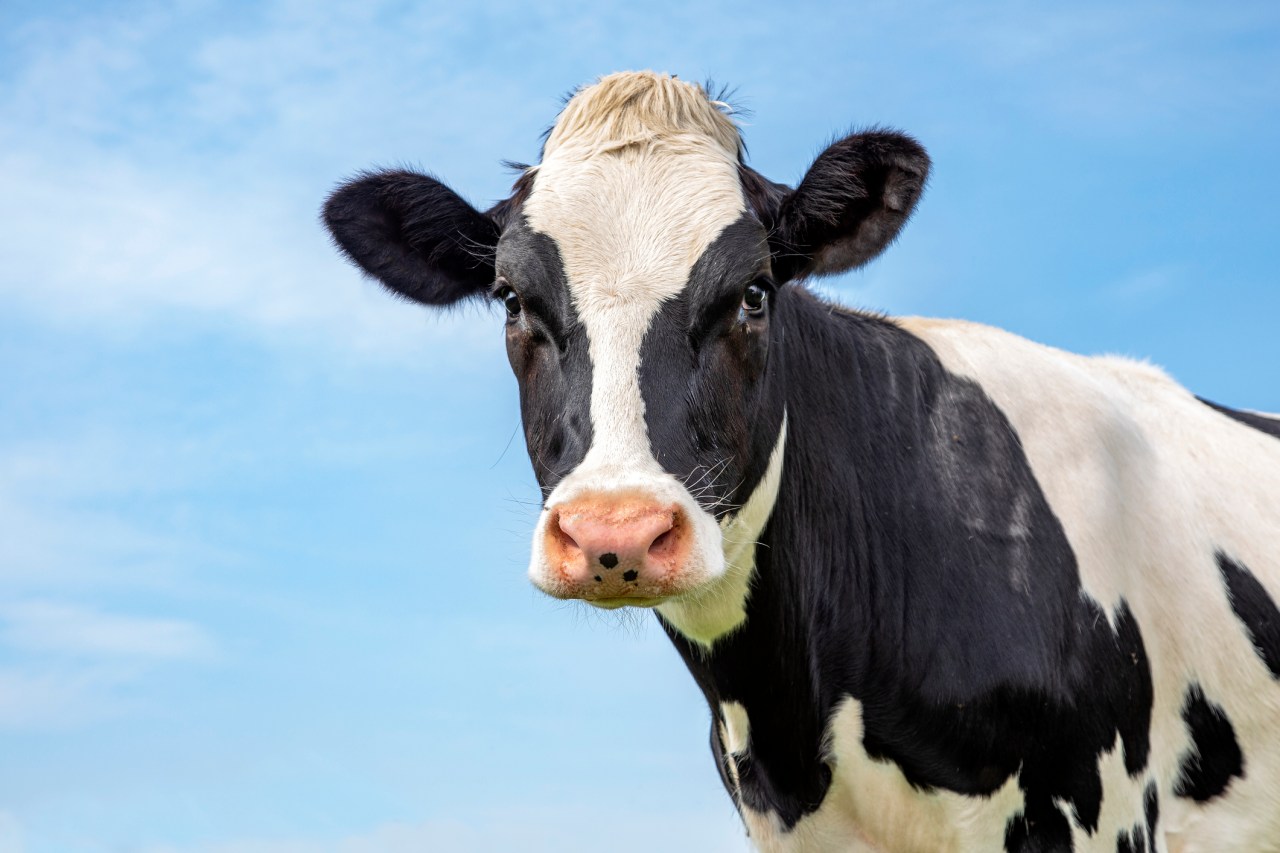 Transforming Meat Production with AI and Computer Vision: The Lumachain Revolution