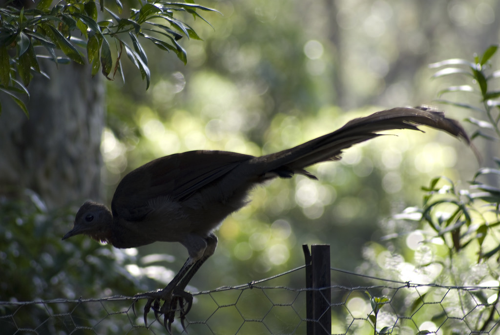 The Voice of Deception: How Lyrebird is Changing the Game in Audio Synthesis