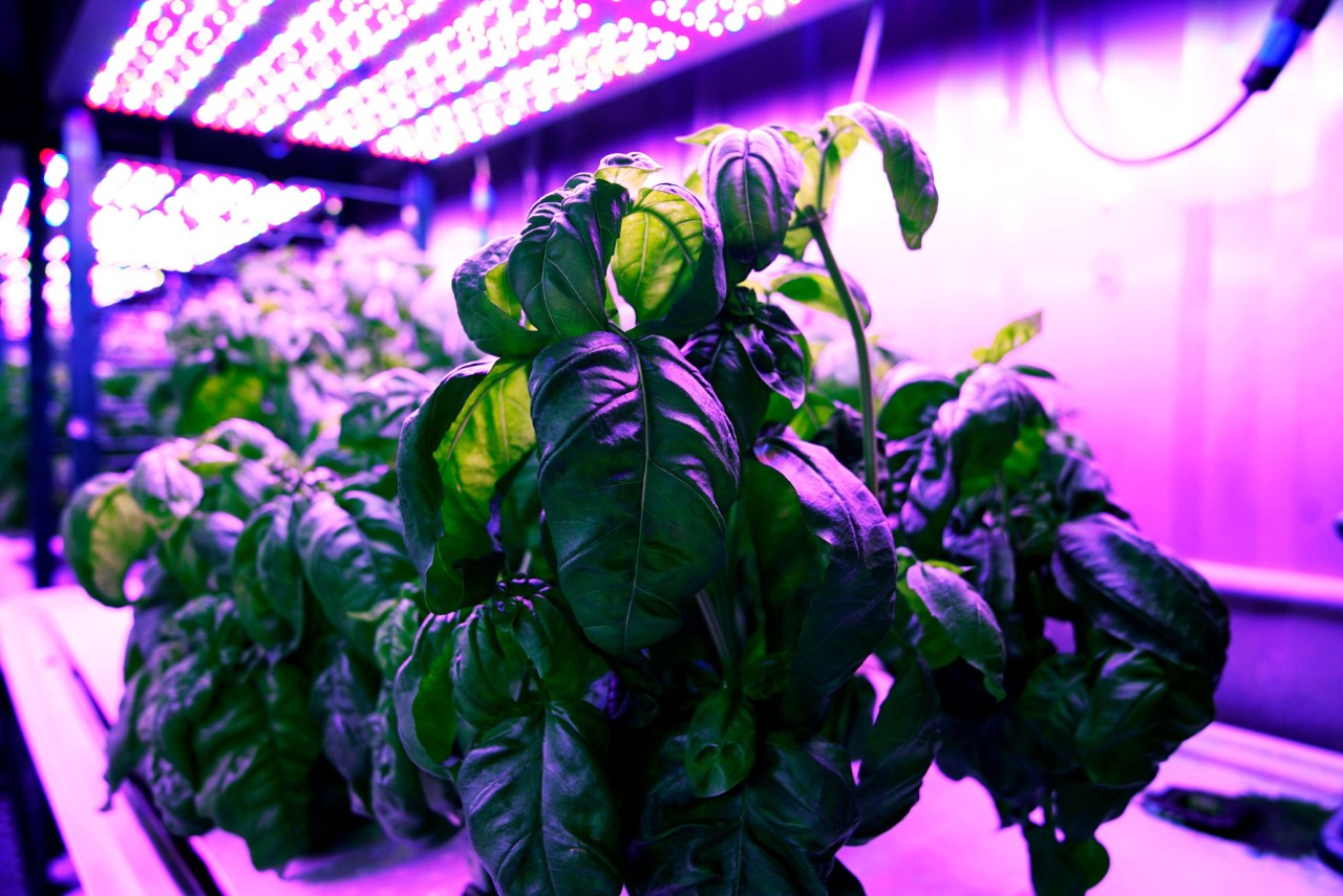 Revolutionizing Agriculture: The Rise of Cyber-Agriculture and Flavor Optimization