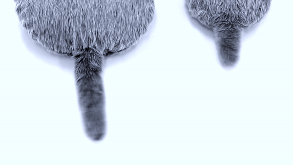 Bringing Comfort Home: The Rise of Robotic Companions in Isolation