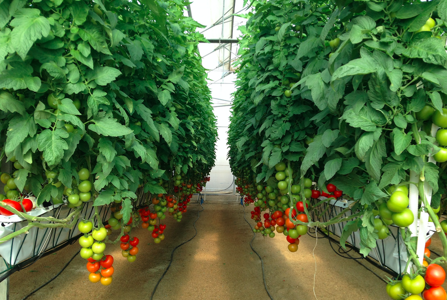Revolutionizing Agriculture: How Prospera is Planting the Seeds of AI and Computer Vision