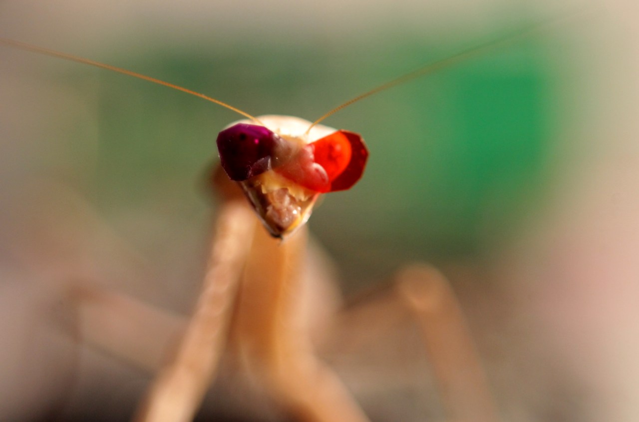 Unveiling the Hidden Depths of Insect Vision: Mantis Stereo Vision