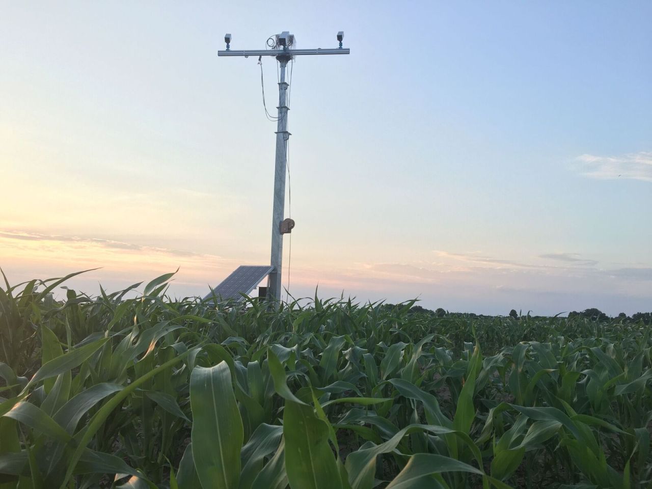 Driving Agricultural Innovation: Robotics to the Rescue for Drought-Resistant Crops