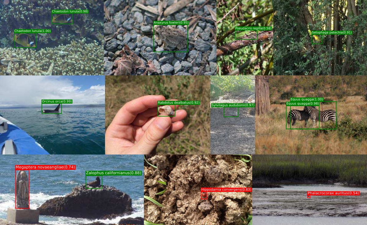 The Future of Biodiversity Recognition: How Citizen Scientists are Shaping AI