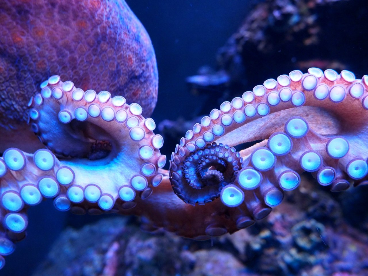 The Future of Robotics: Unleashing the Power of 3D-Printed Soft Creatures