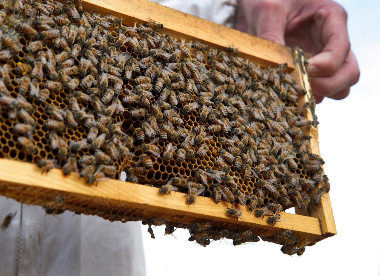 BeeScanning: Revolutionizing Beekeeping with Deep Learning