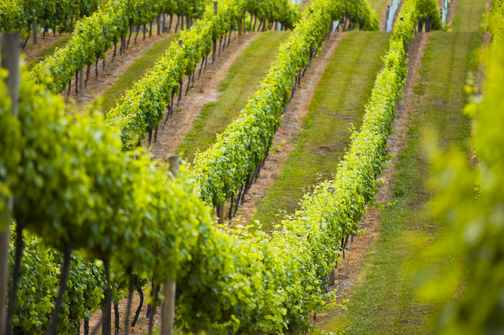 Innovation Meets Tradition: The High-Tech Renaissance of Winemaking at Treasury Wine Estates