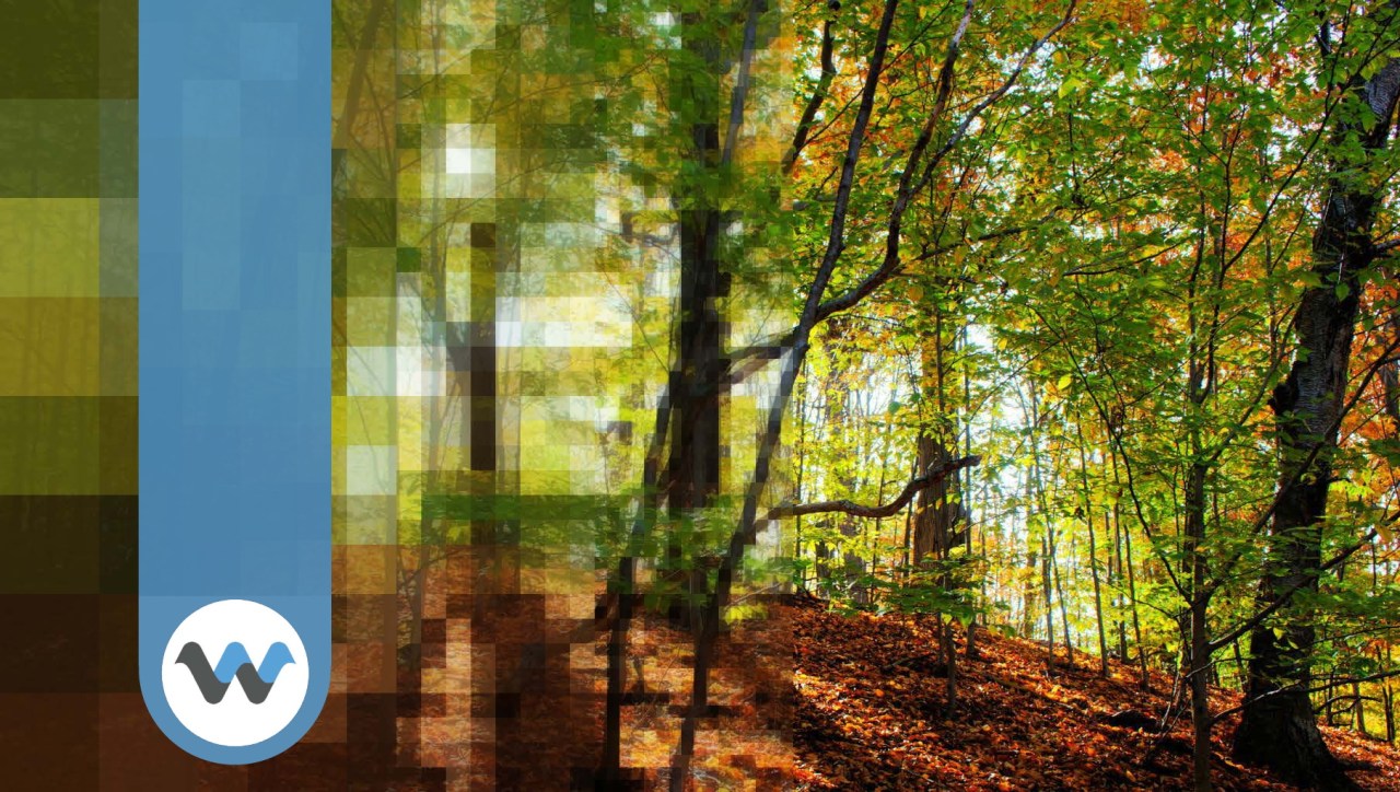 Revolutionizing Video: How WaveOne is Paving the Way for AI-Native Streaming