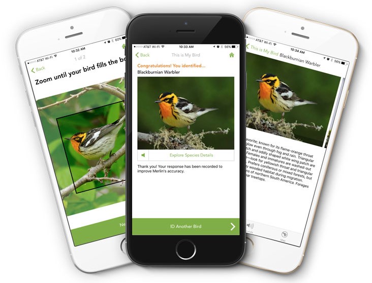 Discover the Sky: The Merlin Bird Photo ID App Revolutionizes Birdwatching