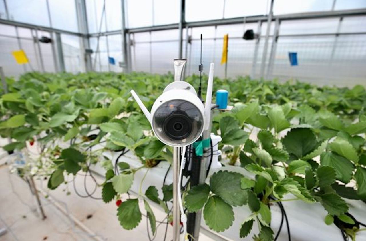 Pinduoduo: Cultivating the Future of Agritech in China