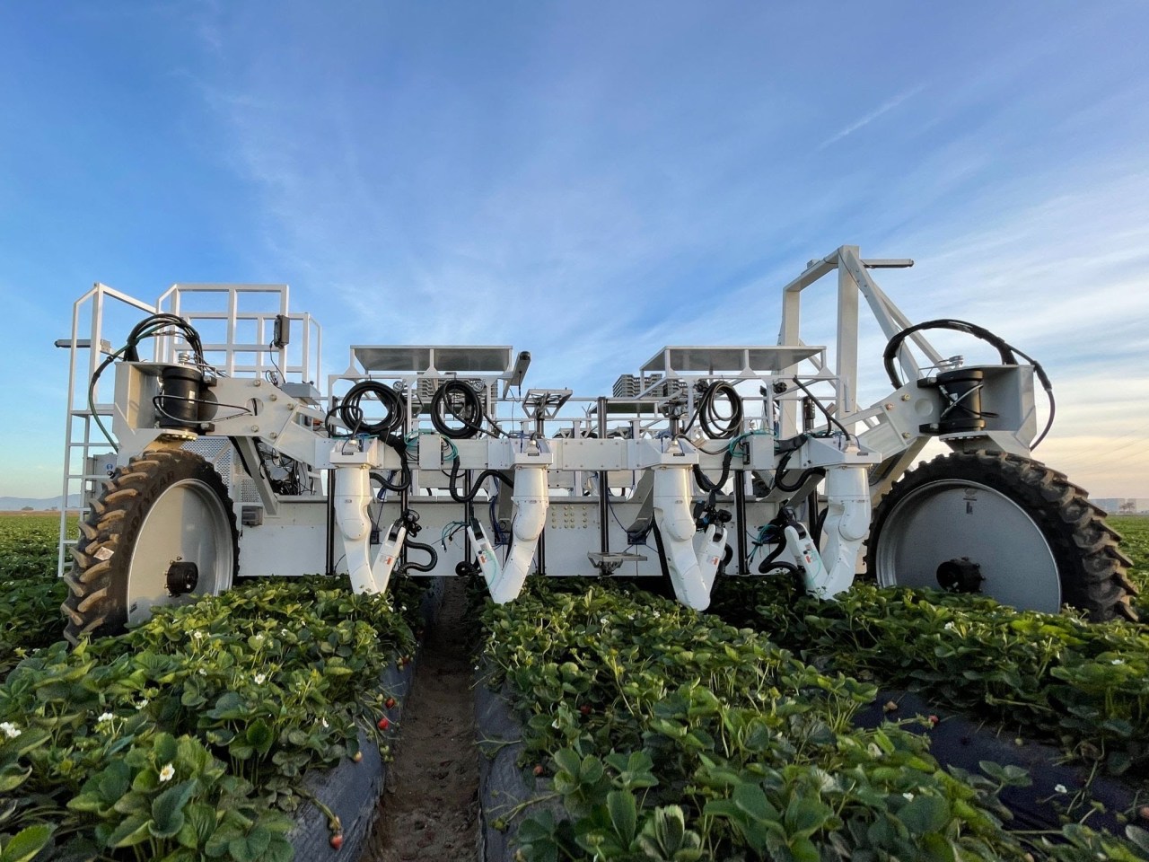 The Future of Farming: Traptic’s Robotic Strawberry Picker Revolutionizes Agriculture